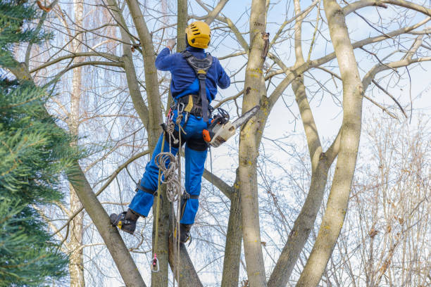 Best Lawn Maintenance Plans  in Bartlesville, OK