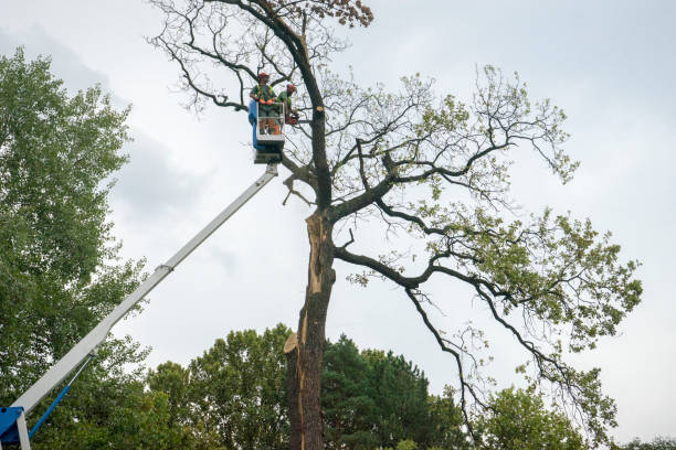 Reliable Bartlesville, OK Tree Services Solutions