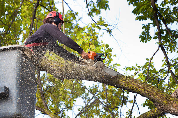 Best Lawn Pest Prevention  in Bartlesville, OK